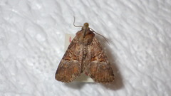Mesoligia literosa