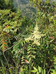 Rhus hypoleuca