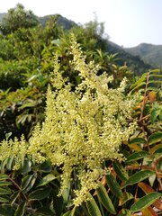 Rhus hypoleuca