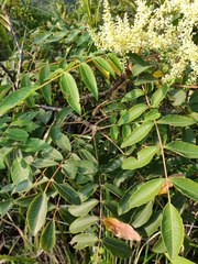 Rhus hypoleuca