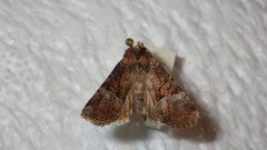 Mesoligia literosa