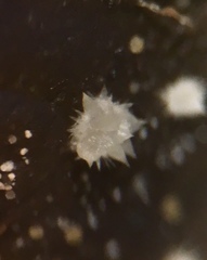 Saccobolus caesariatus