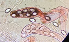 Saccobolus caesariatus