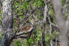 Monticola angolensis