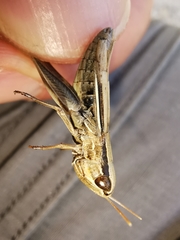 Euchorthippus elegantulus