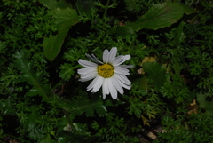 Anthemis chia
