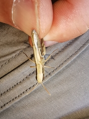 Euchorthippus elegantulus