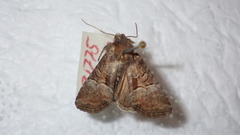 Mesoligia literosa