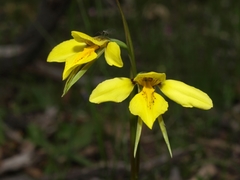 Diuris behrii