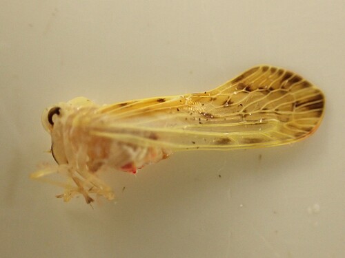Paralyricen tefrias observed 2025-07-06