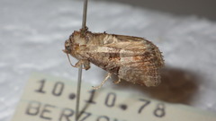 Mesoligia literosa