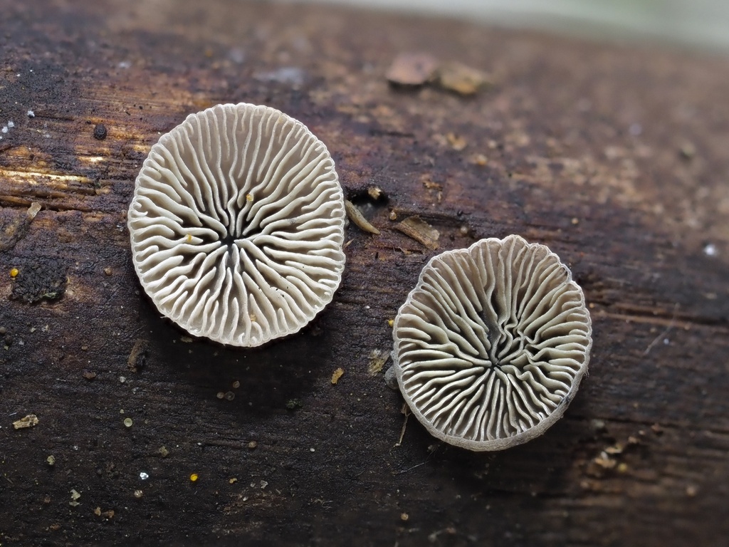 Resupinatus sp. 'FL02'