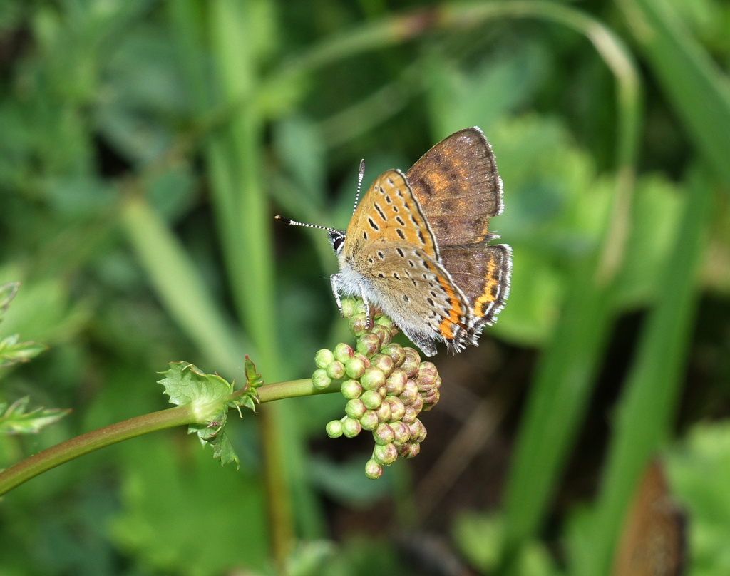 Violet Copper
