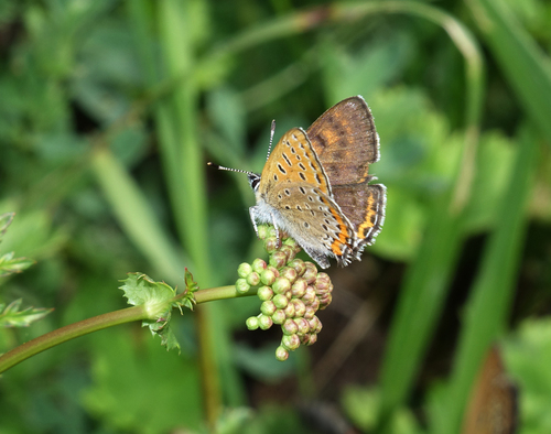 Violet Copper