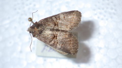 Mesoligia literosa