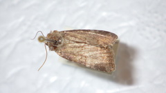 Mesoligia literosa