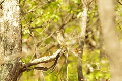 Monticola angolensis