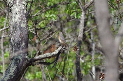 Monticola angolensis
