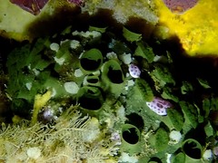 Latrunculia procumbens