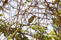 Telophorus sulfureopectus