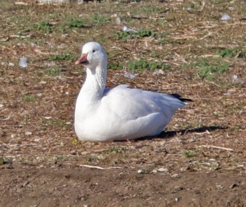 iNaturalist observation photo of Snow Goose