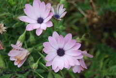 Dimorphotheca ecklonis