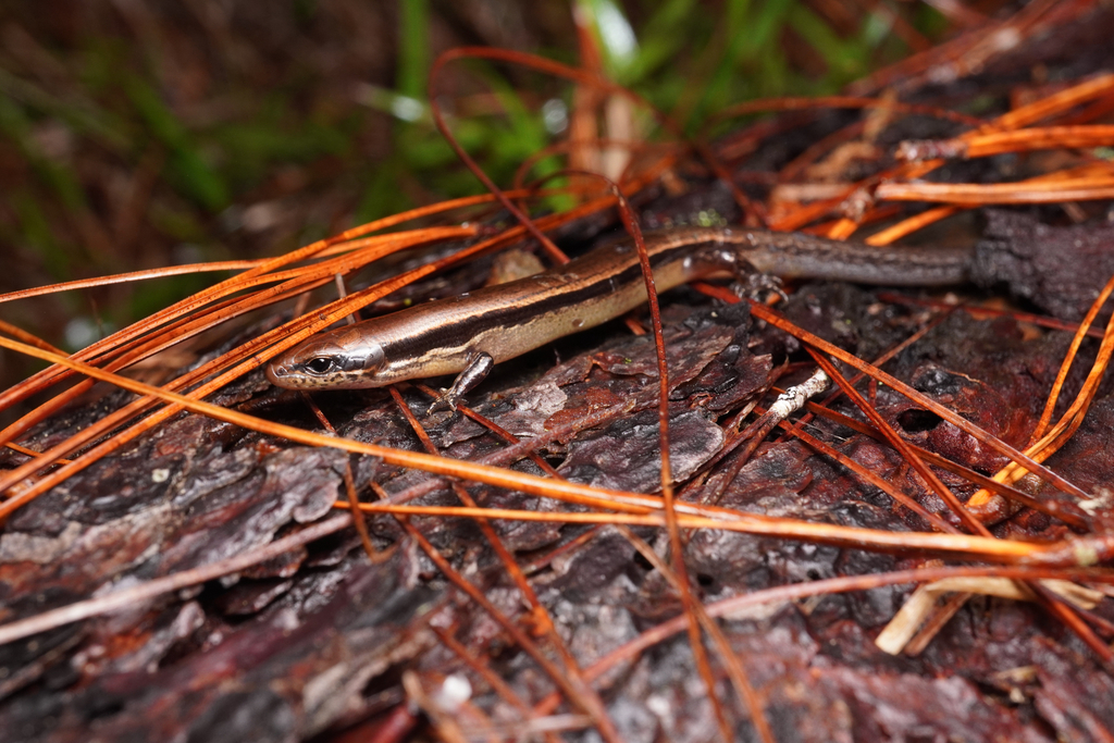 Stuart's Forest Skink