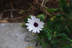 Dimorphotheca ecklonis