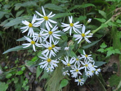 Aster ageratoides