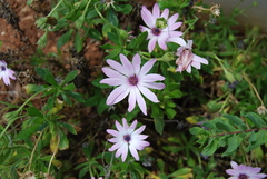 Dimorphotheca ecklonis