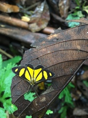 Phaeochlaena solilucis