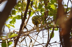 Telophorus sulfureopectus