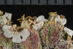 Euphorbia capitellata