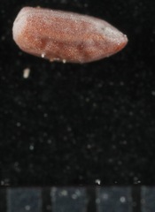 Euphorbia capitellata