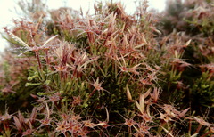 Calytrix exstipulata
