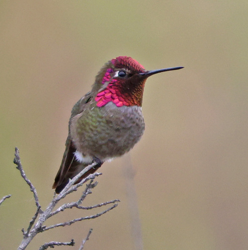iNaturalist observation photo of Anna's Hummingbird