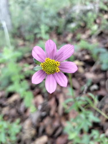 Bidens aequisquama