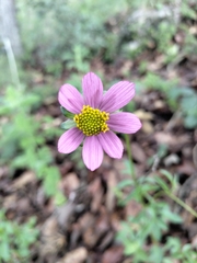 Bidens aequisquama