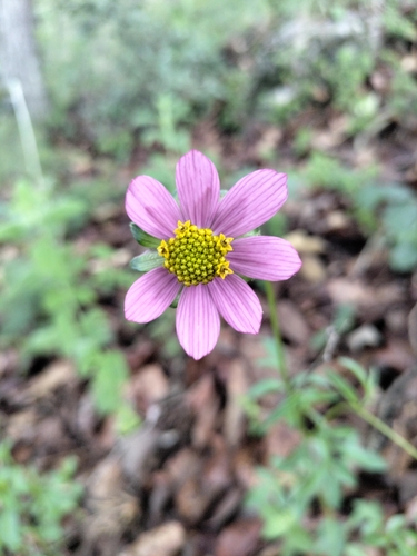Bidens aequisquama, photograph 2