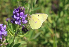 Colias erate