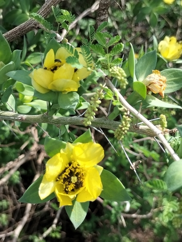 Pereskiopsis blakeana