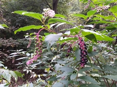 Phytolacca americana