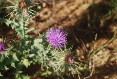 Onopordum caulescens