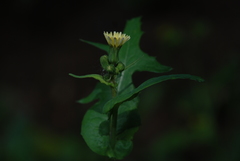 Sonchus oleraceus