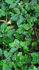 Elatostema parvum