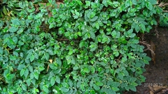Elatostema parvum
