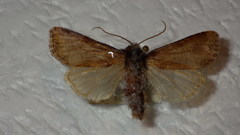 Luperina testacea