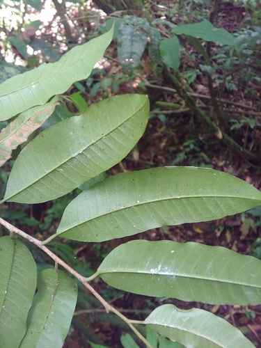 Chrysophyllum argenteum, photograph 3