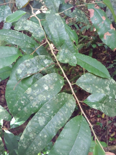 Chrysophyllum argenteum, photograph 4