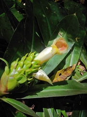Costus guanaiensis, photograph (c) Kurt Miller, some rights reserved (CC BY-SA)